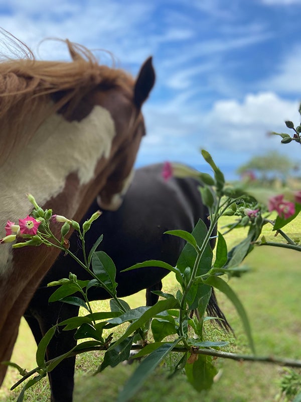 Woman gently caring for a rescued horse in Hawaii