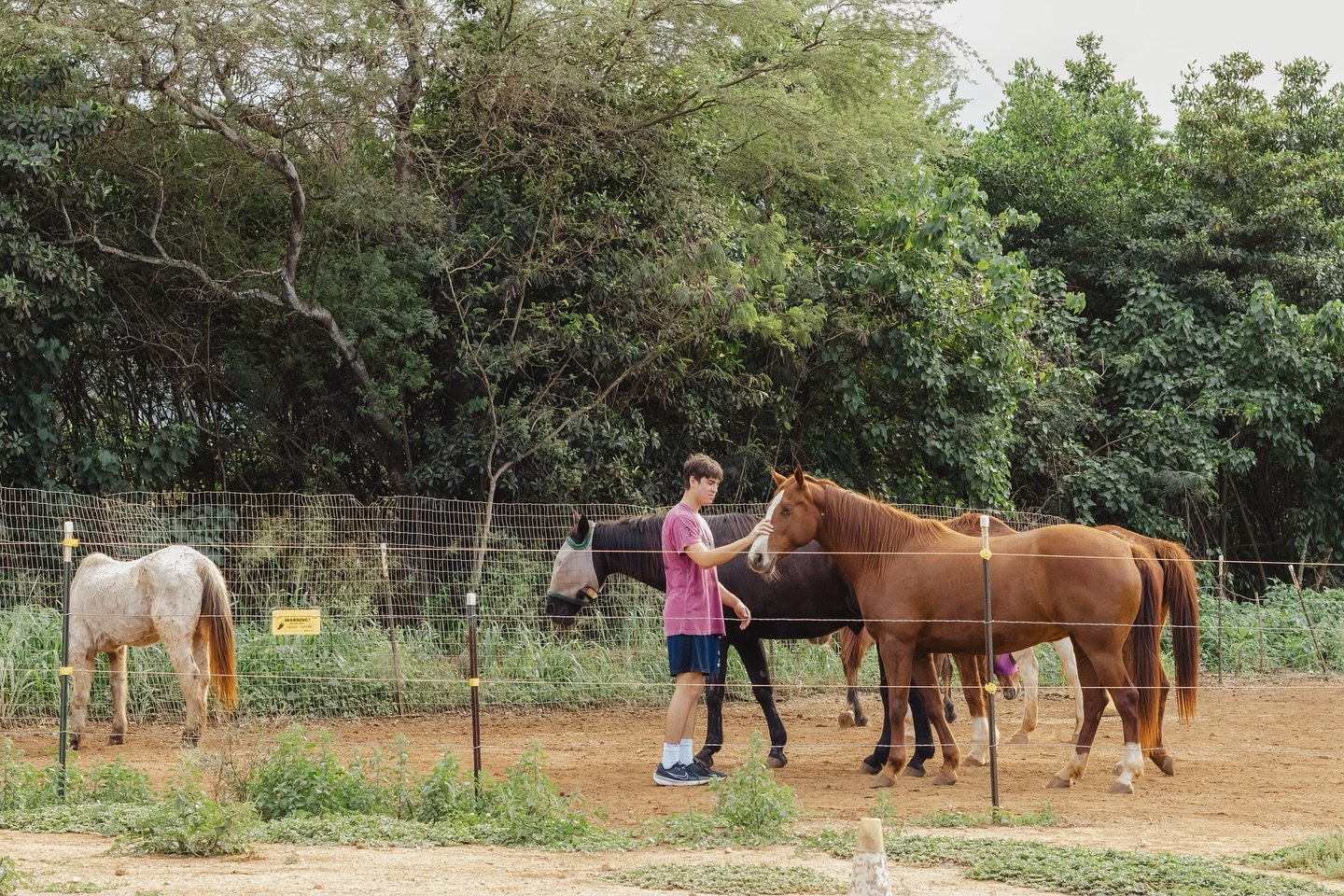 Volunteers working with rescued horses at Pauole equine sanctuary in Hawaii